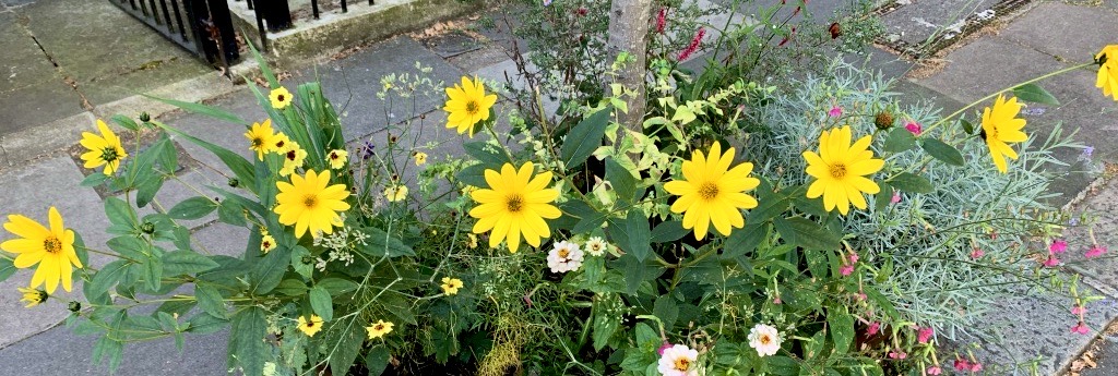 GUERILLA GARDENING
