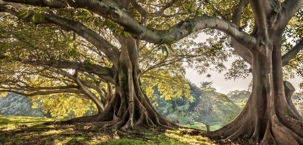 A NEW THREAT TO SYDNEY’S TREES