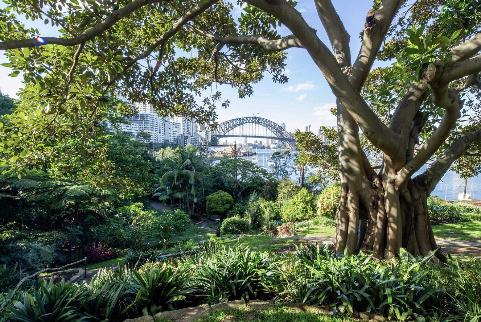 DEVELOPING SYDNEY’S  SWEET SPOTS : LAVENDER BAY